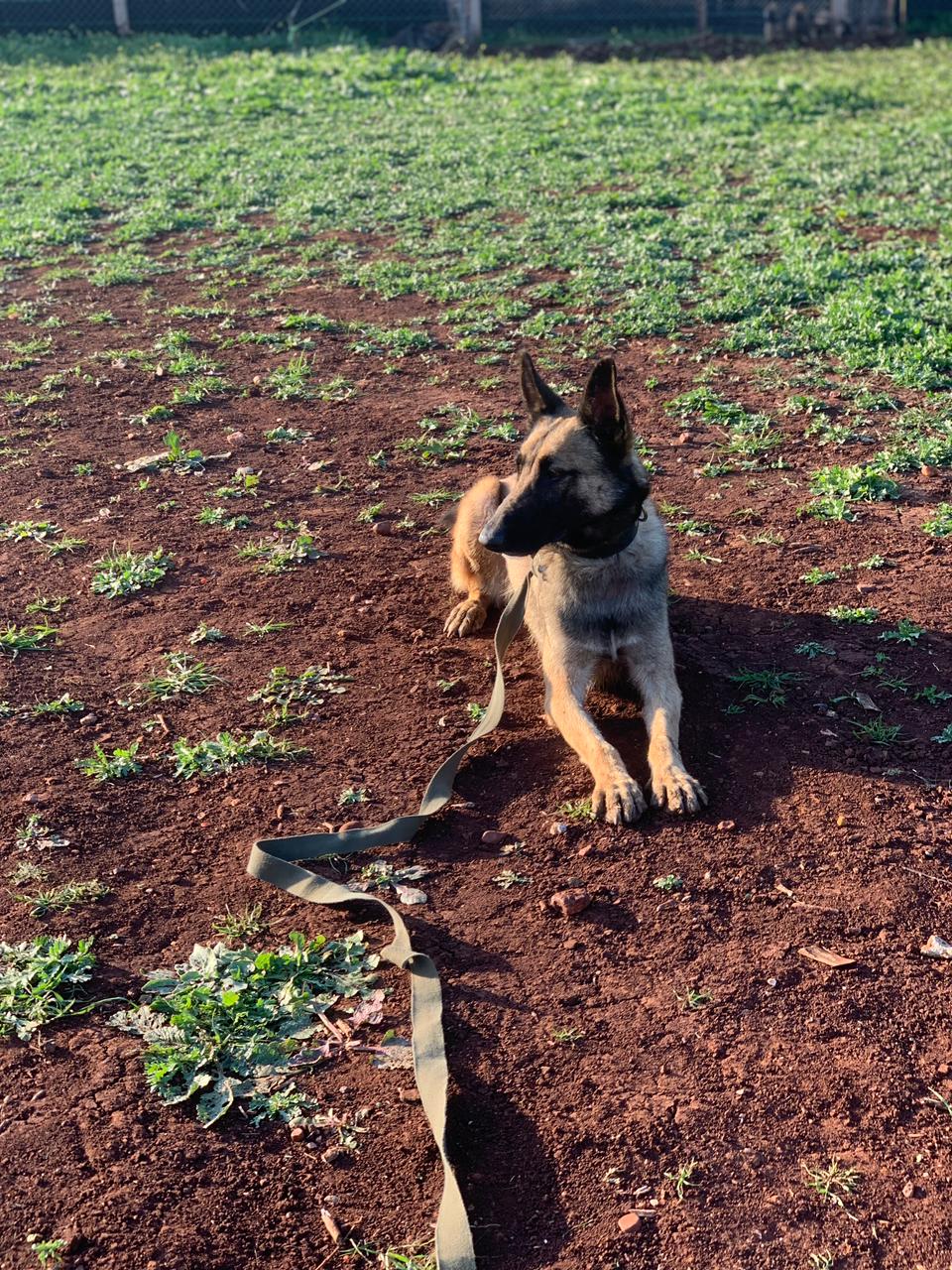 Pension & Education Canine